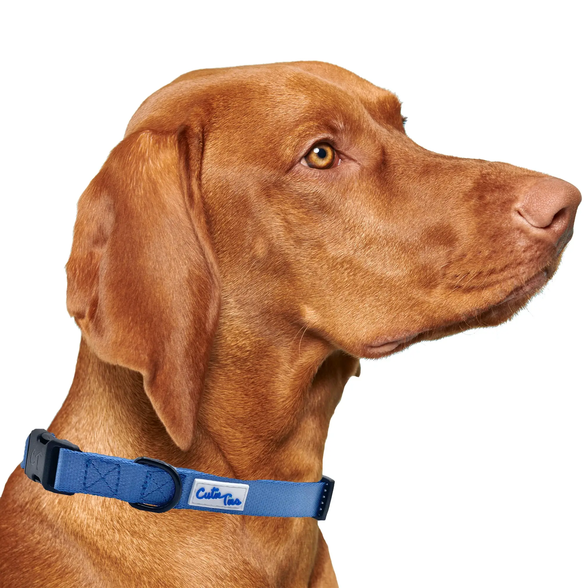 Dog collars available at JUPdog