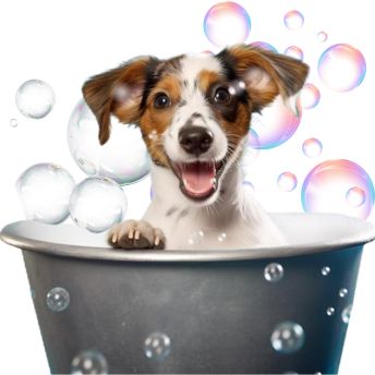 Dog wellness and grooming products at JUPdog