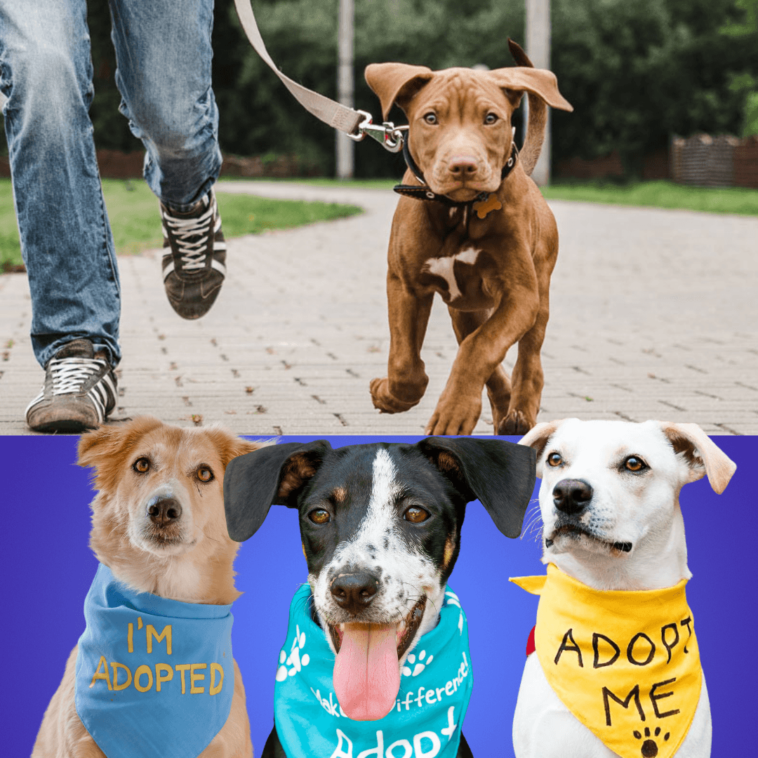 Local pet services available through JUPdog